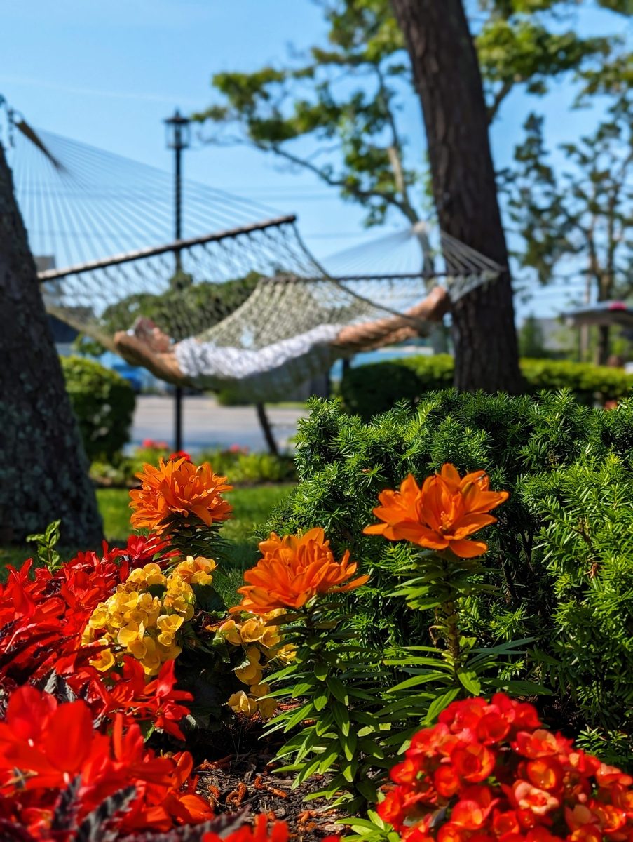 Lavender fields in bloom during spring in the Hamptons near Hampton Bays, Long Island